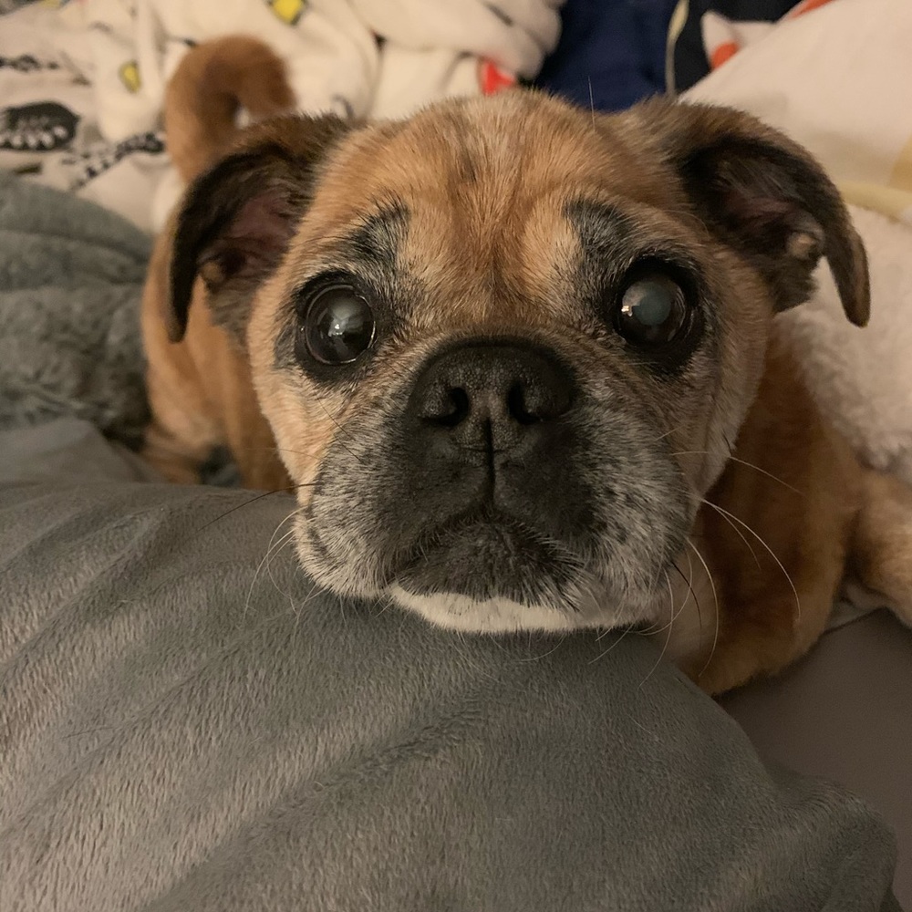 Photos for an art project, pup not for sale.